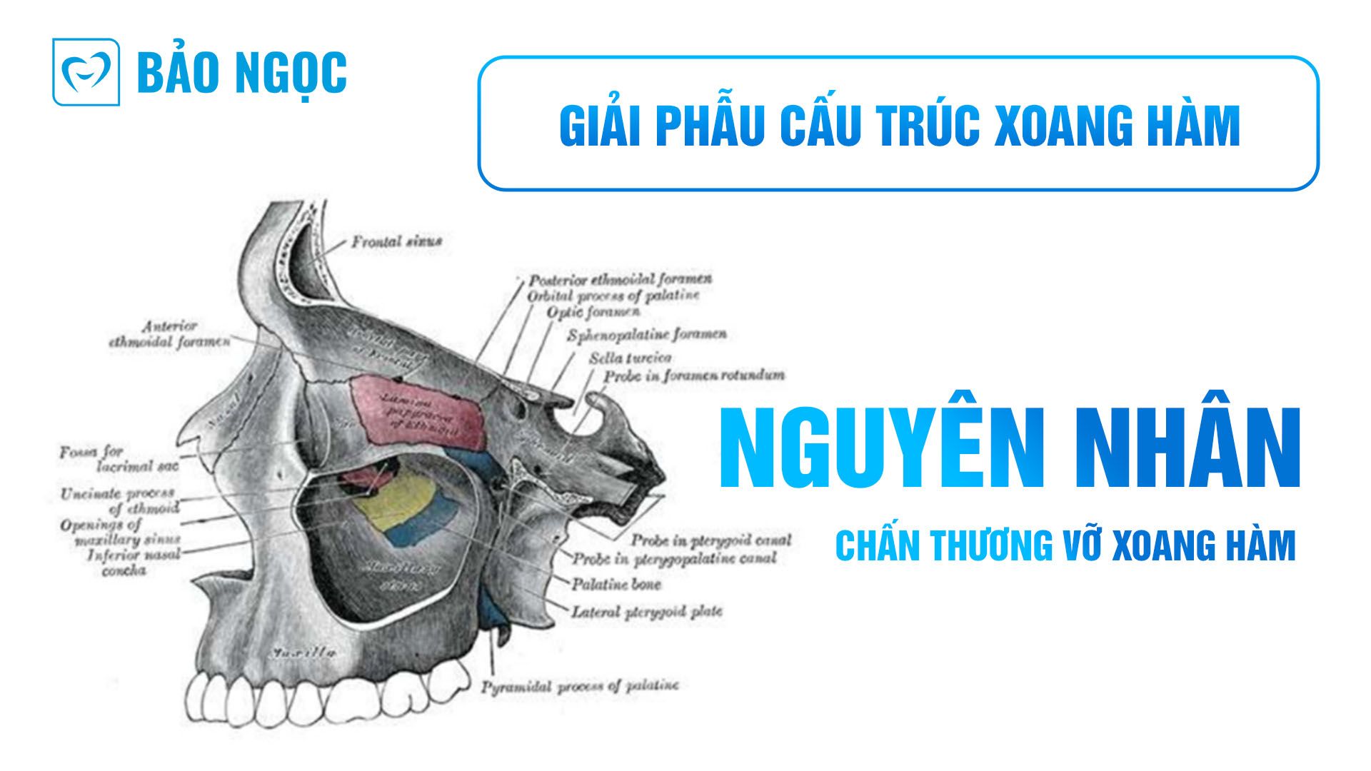 Giải phẫu cấu trúc xoang hàm