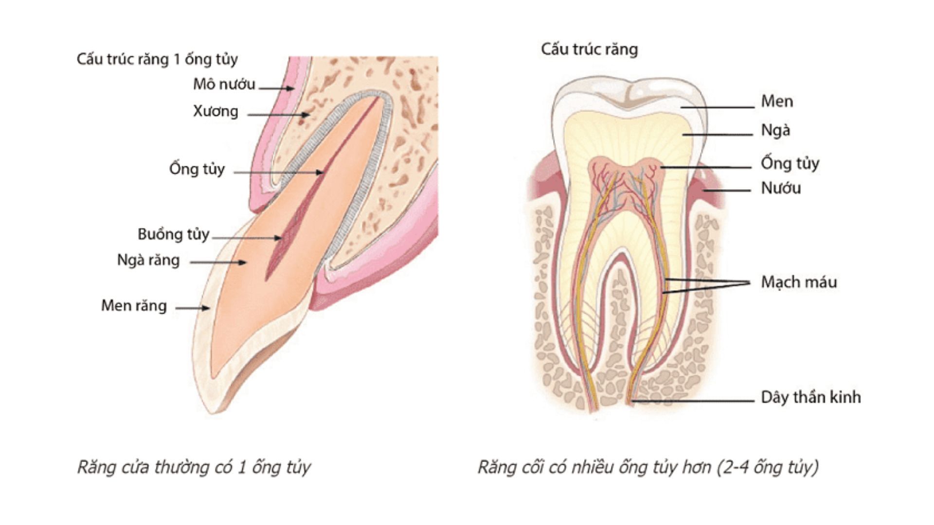 Ống tủy răng là gì? Vai trò quan trọng và những lưu ý cần phải biết 