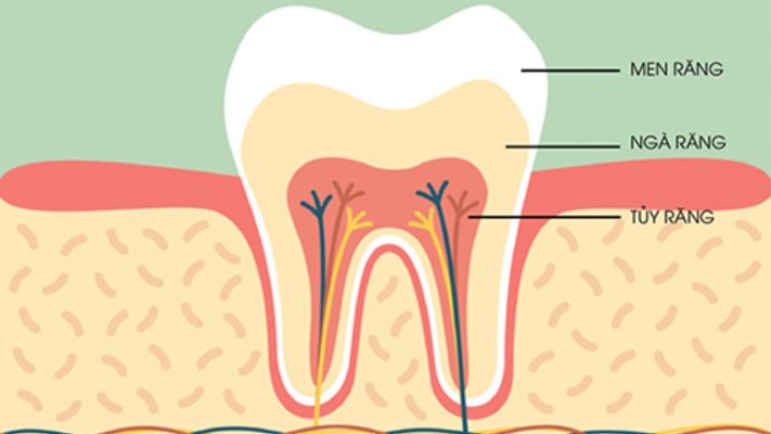 Ống tủy răng sữa là gì? Điều trị theo các bước và cách chăm sóc 